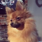 Nellie - @nelliethefoxpom - Instagram
