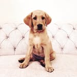 Nellie the Fox Red Lab - @nellie_the_fox_red_lab - Instagram