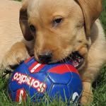 @nelliefoxredlab - Instagram