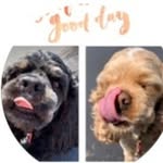 Ellie and Gentry - @puppi.es_22 - Instagram