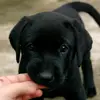 nellie - @doglovernellie - TikTok