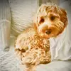 good.girl..Nellie - @good.girl..nellie - TikTok