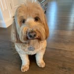 Nellie Goodwin - @nelliegoodwin1 - Instagram