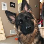 NellieGSD - @nellie_with_the_good_hair - Instagram