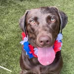 Nellie Grace - @thatchocolatelab_nellie - Instagram