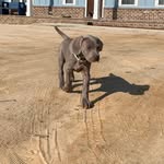 Nellie and Pridge Granger - @ms_nellie_loves_pridgeon - Instagram