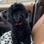 Nellie Gray Mitchell - @nelliegray.thedoodle - Instagram