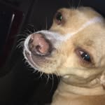 Nellie - @nelliegreer102 - Instagram