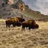 neillharrell - @neillharrell - TikTok
