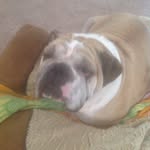 Ellie Hatcher - @elliethebulldog21 - Instagram