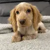 NellieNoodleHead🐶 - @nellienoodlehead - TikTok