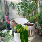 Nellie Ho - Facebook