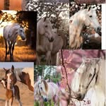 Nellie - @nellie_horses_12 - Instagram