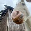 nellie sissons horses for life - @nellie.sissons.ho - TikTok