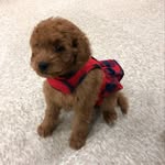 Nellie Hoffman - @nellietheminigoldendoodle - Instagram
