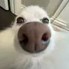 Ellie Hull - @elliebelliejellysmellie - TikTok