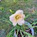 Nellie Ingram - Facebook