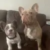 Knox_nellie_cute dogs - @knox_nelliecutedoggies - TikTok