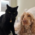 Nellie, Knox, Dutchess & Kwala - @thenelimals._ - Instagram