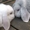 nellie_levin - @nellie_levin12 - TikTok