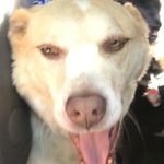 Nellie Lima - @weird.dog.nellie - Instagram