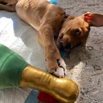 Nellie the dog - @nell.ielove - Instagram