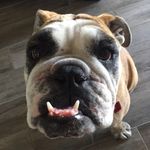 Nellie McBride - @bigbellynellie - Instagram