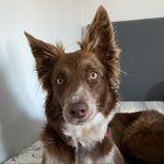 Nellie McCoy - @nelliebordercollie - Instagram