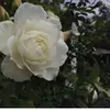 nelliemills  - @nellzamills_ - TikTok