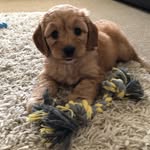 Nellie Morgan🏴󠁧󠁢󠁷󠁬󠁳󠁿 - @cockapoo_nelliemorgan - Instagram