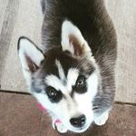 Nellie Oliver - @trulylovepups - Instagram