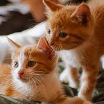 Oliver & Nellie - @oliverandnellie - Instagram