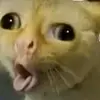 hatepage - @lesbianelliehatepage - TikTok