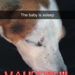 Puppykins - @nellie_page - Instagram
