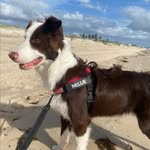 Nellie Perry - @nellie_thedog_perry - Instagram