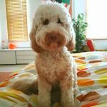 Nellie Potts - @nelliethecockerpooo - Instagram