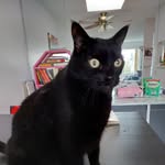 Nellie Singh - @king.nellie.the.cat - Instagram