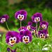 Nellie Fulmer Stephens - Facebook