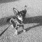 Nellie Turner - @nellie_noodledog - Instagram