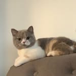 Nellie williamson - @nelliethecat2023 - Instagram