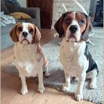 Nelly & Bruno 🐾🐾 - @nellybruno_thebeagliers - Instagram