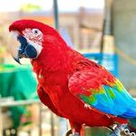 Nelly Green - @parrot_nelly - Instagram