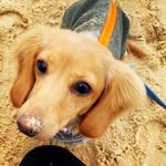 Nelly 🐾 - @nelly_miniature_dachshund - Instagram
