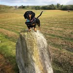 Nelly - @nelly_mini_dachshund - Instagram