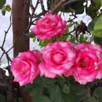 Nelly Pena - Facebook