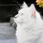 @nelson_bailey_ragdollbrothers - Instagram