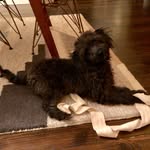 Nelson Refugio Leo Barrett - @nelson_the_minilabradoodle - Instagram
