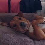 Milo Baxter Nelson - @milo_baxter_nelson - Instagram
