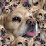 Nelson the Dog - @nelsonbaxterchristy - Instagram