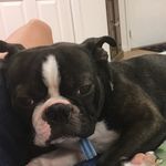 Nelly Bean - @nelson.bean - Instagram